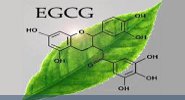 Health Benefits of Japanese Green Tea